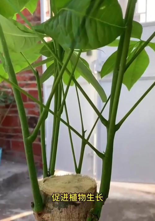 发财树叶子发软黄叶怎么办？（探索发财树叶子发软黄叶的原因和解决方法）
