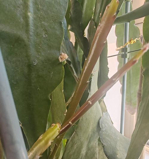 以蟹爪兰有种子怎么种植（蟹爪兰种植方法及关键要点）