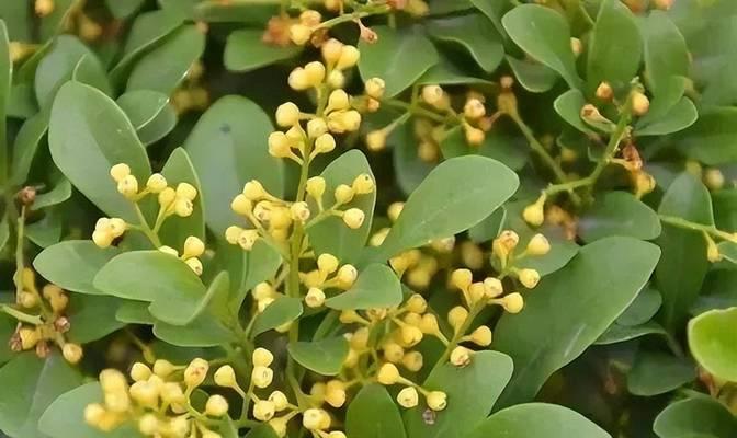 珊瑚藤喜欢阳光的秘密（探秘珊瑚藤的光合作用和生长规律，解读珊瑚藤喜欢阳光的原因）