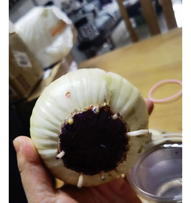 百子莲根系烂了如何处理（救治百子莲根系烂了的方法和注意事项）