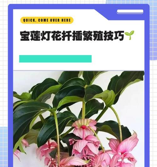 宝莲灯花长得太大了如何处理（应对宝莲灯花过度生长的有效方法）