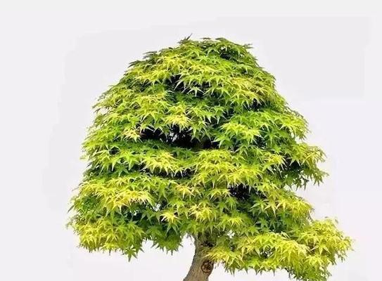 如何通过盆景技术使树木矮小化（探索盆景技术的奥秘，让大树变小巧精致）