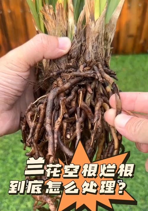 如何救活烂根的兰花（兰花烂根怎么处理？教你轻松补救！）