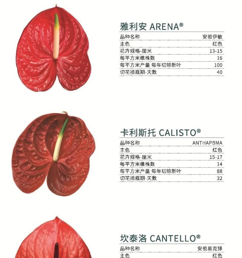 绿意盎然的红掌养护之道(打造翠绿红掌的秘诀,掌握关键养护要点)