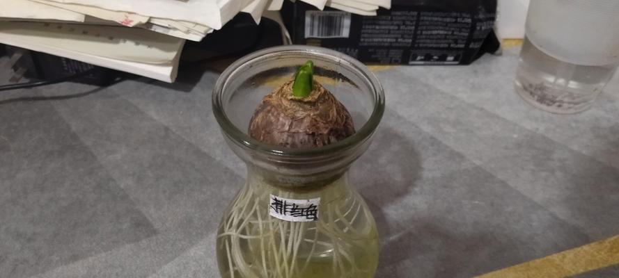 风信子种子霉变怎么处理？（抢救有霉的风信子种子的方法与技巧）