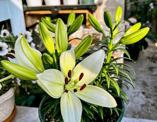 盆栽百合花的完美管理指南（打造美丽室内花园的关键技巧）