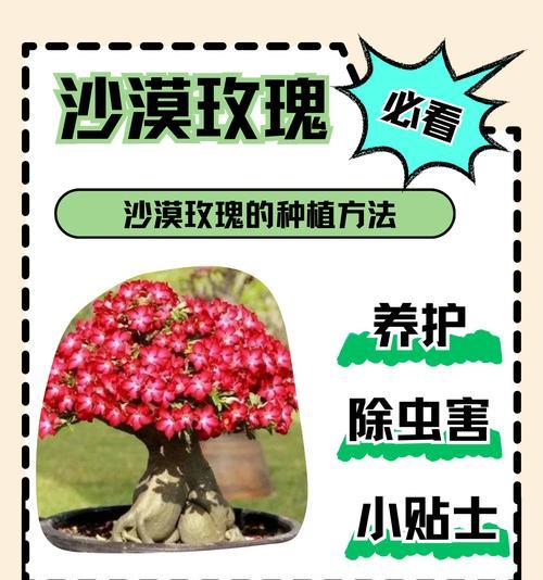 沙漠玫瑰的种植和养护（适合家庭养殖的技巧和注意事项）