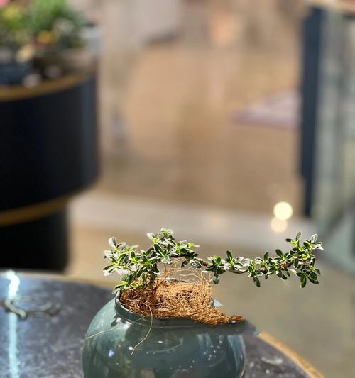 六月雪的花语与寓意（赏析六月雪，感受纯洁与坚韧）