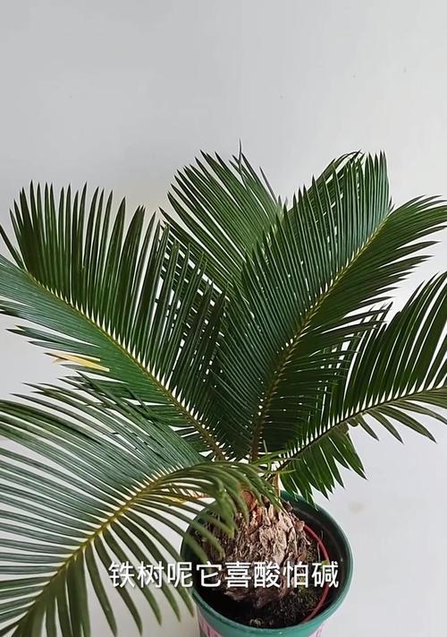 铁树球养护指南（打造绿意盎然的室内植物世界）