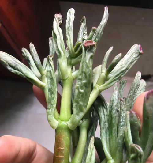 如何正确修根换盆土（以金虎为例，教你换盆土的步骤和注意事项）