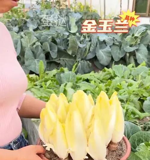 玉兰的种植方法与技巧（打造花园中的玉兰仙境，助您成功种植玉兰）