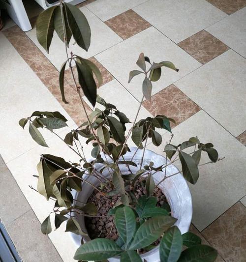 如何处理澳洲松的枯黄问题（挽救澳洲松健康的关键在于及时处理）