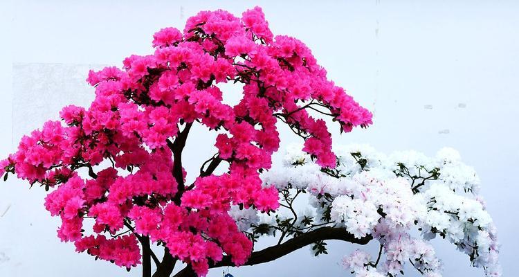 如何养殖盆栽杜鹃花（打造美丽花坛的关键技巧）