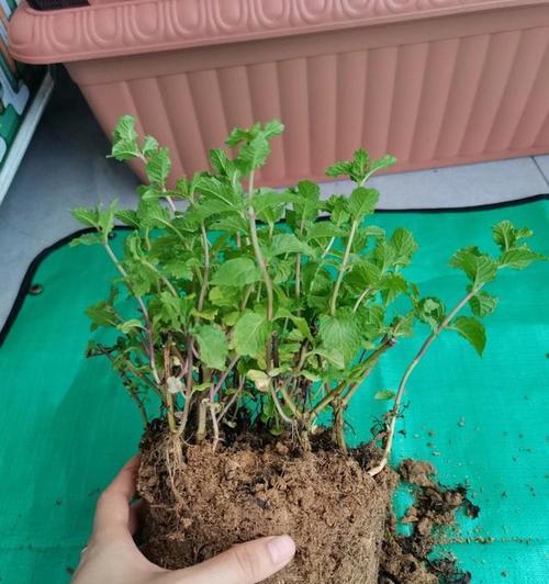 薄荷发黄怎么养？解决技巧一网打尽（薄荷发黄的原因及种植调养要点）
