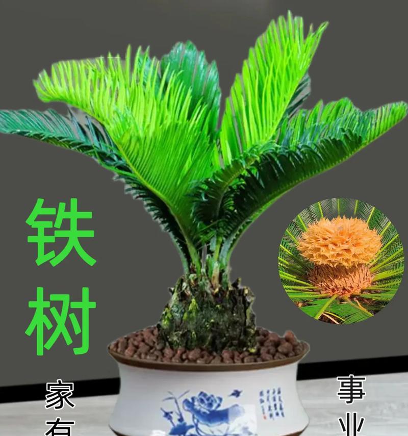 铁树的盆栽养殖技巧与注意事项（打造美丽的室内铁树，从盆栽开始）