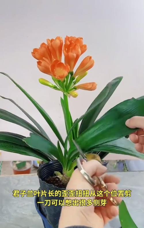 以君子兰侧芽移载为主题的技巧与注意事项(在家中美化花园,以君子兰侧芽移载是不错的选择)