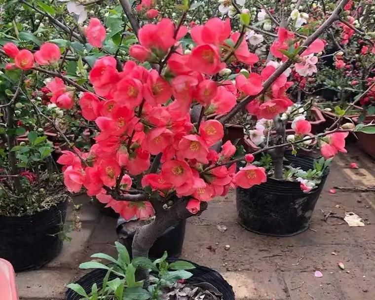 海棠几月开花结果？（海棠花的开花季节和果实成熟时间，了解一下！）