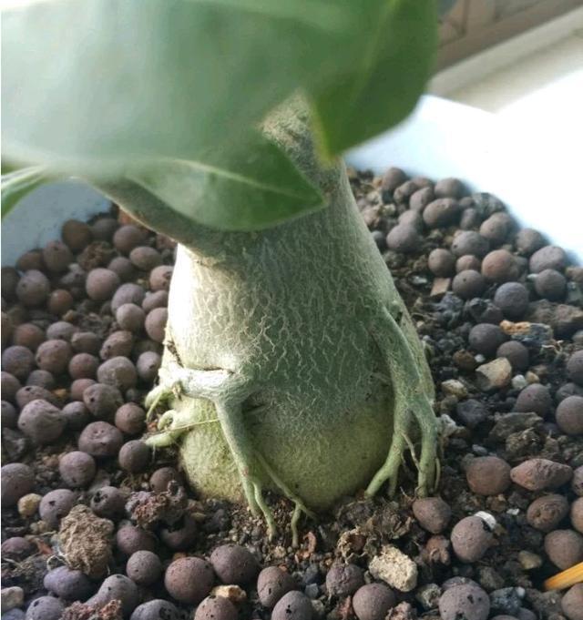 沙漠玫瑰叶尖黄(探索沙漠玫瑰叶尖黄现象的原因,并提供有效的应对措施)