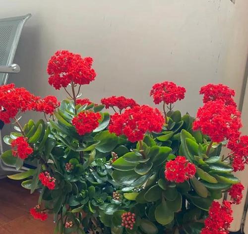 秋冬阳台花卉植物养护指南(阳台花卉植物的选择与养护)
