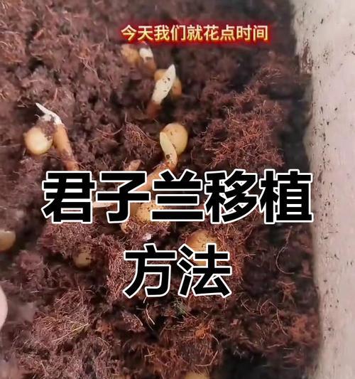 怎样拯救以君子兰烂苗?(教你使用简单方法拯救烂苗,重现君子兰的风采!)