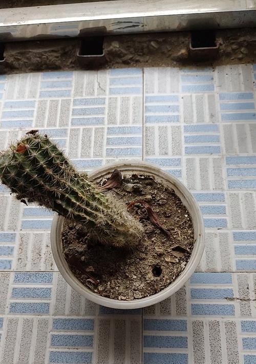 怎样处理仙人球烂根发臭问题?(一些简单的方法可以解决仙人球烂根发臭的问题)