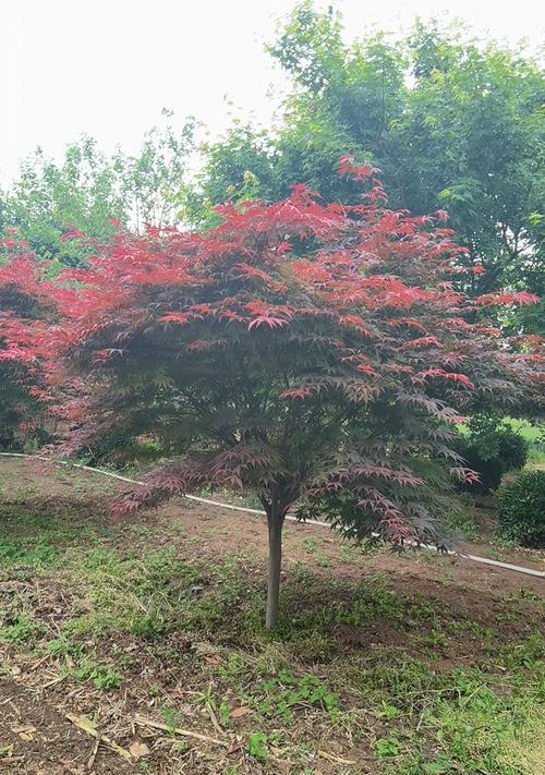 红枫树养殖全攻略(打造美丽庭院,从红枫树养殖开始)