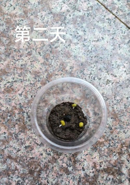水中绿豆的种植技巧与方法（掌握水中绿豆种植，轻松拥有绿色生活）