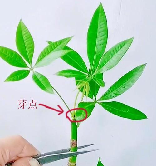 如何成功地将大发财树换盆（换盆技巧及注意事项，做好大发财树的新家）