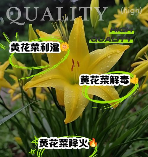 黄花菜,一道营养丰富的美食(了解黄花菜的营养价值和烹饪方法,让你爱上这道菜)