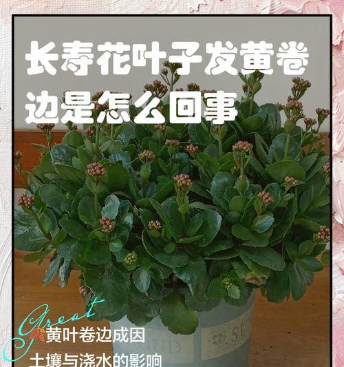 长寿花叶子垂下去了怎么办？（教你四个方法拯救垂叶的长寿花）