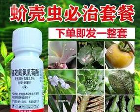 花虫防治的最有效方法（掌握关键方法，有效防治花虫）