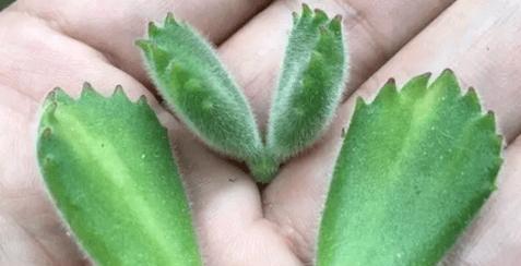 探索熊童子的栽培秘诀（培育可爱熊童子，萌宠乐园为你绽放）