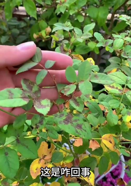 夏天室外月季花的养护技巧（打造美丽花园的关键是正确照料夏天室外月季花）