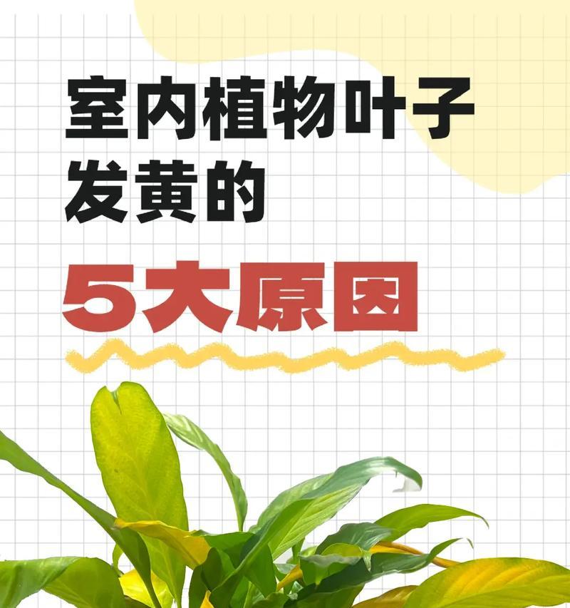 茉莉叶发黄了怎么办（茉莉叶发黄了怎么办？教你有效解决茉莉叶发黄的问题）