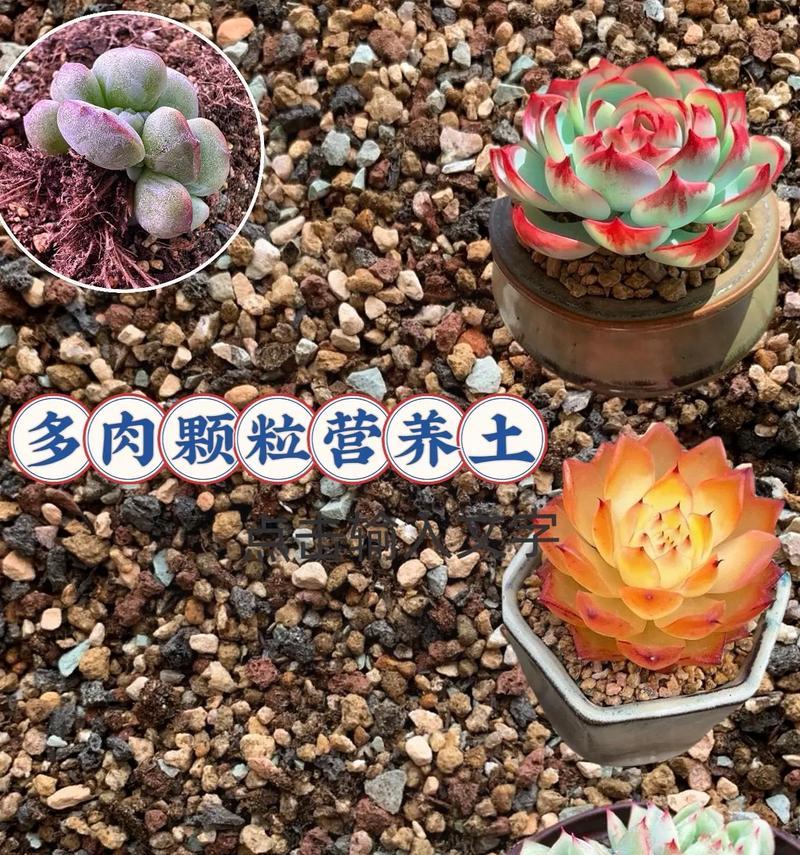 如何选择适合的植物营养土(从根本出发,提升植物生长效果)