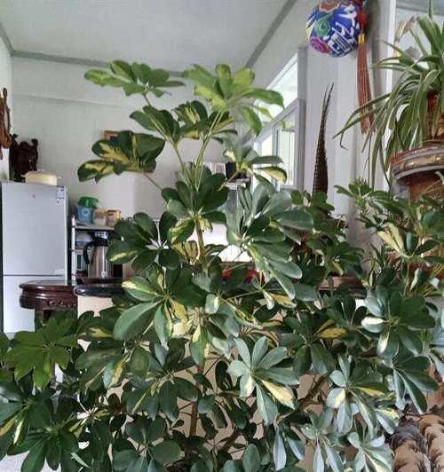 以鹅掌绿怎么养？（打造迷人的鹅掌绿植园）