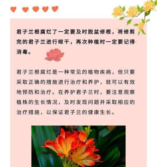 怎样拯救濒临死亡的君子兰（从营养补充到环境改善，一步步挽救君子兰的生命力）