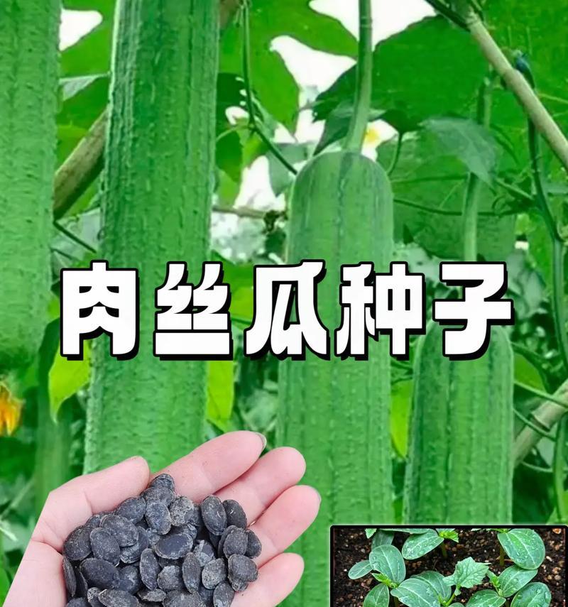 丝瓜的储存方法（如何保存时间长的丝瓜及其储存技巧）