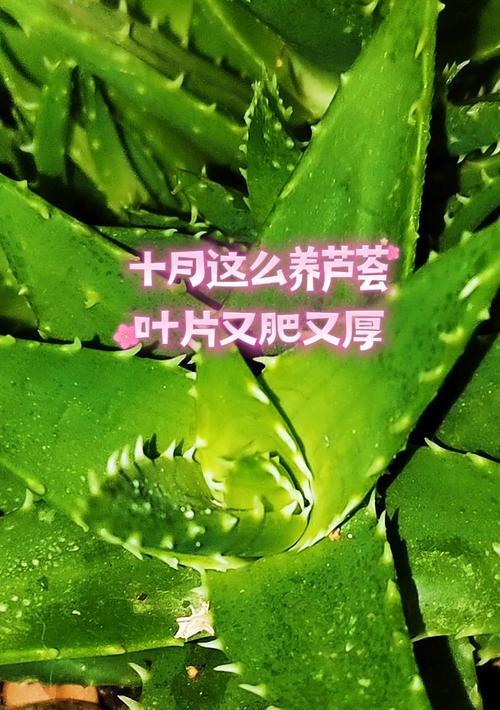 芦荟的施肥方法与生长优化(科学施肥,让芦荟茁壮成长)