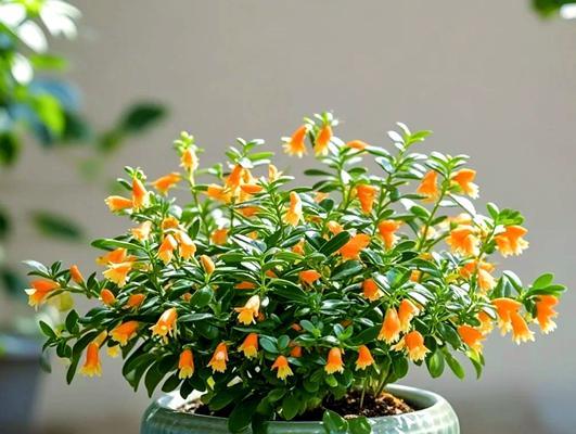 金鱼花喜不喜欢阳光?(探究金鱼花的光照需求和养护技巧)