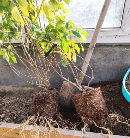 以莲的根怎么定植-从选材到养护的全面指南（打造优质莲花池的关键技巧及注意事项）