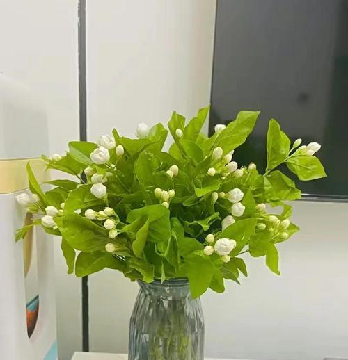 胆小懦弱的花语（探寻胆小懦弱花的花语与内涵）