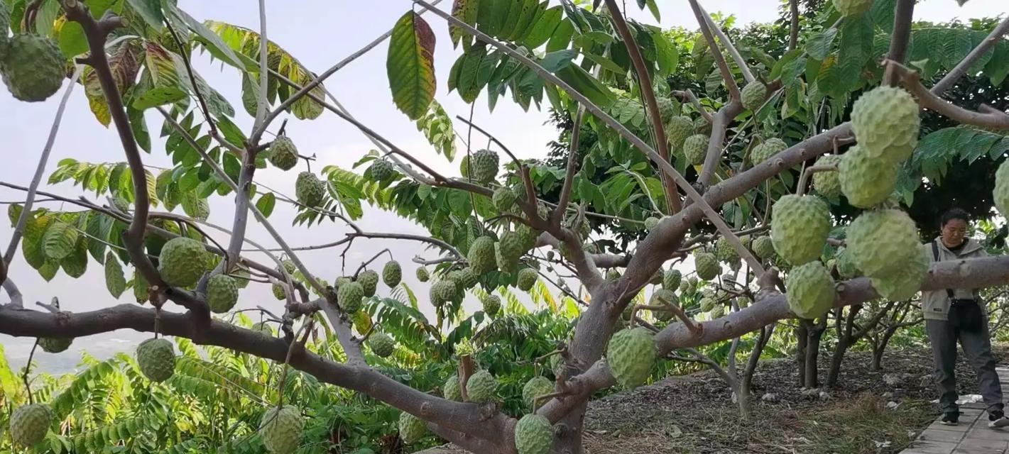 适合种植凤梨释迦的地方及技巧（了解凤梨释迦的生长环境和种植技巧，让你的果园丰收倍增）