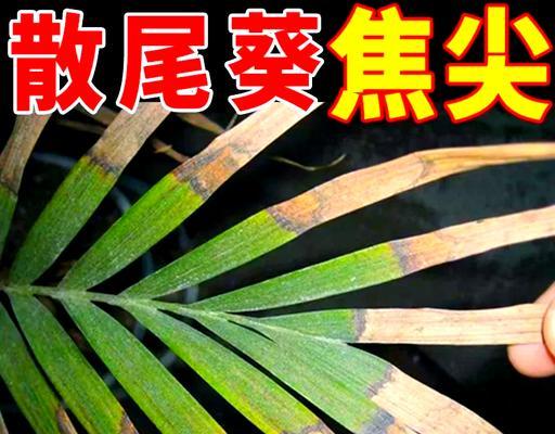 如何处理散尾葵叶杆上的黑斑问题（解决散尾葵叶杆黑斑问题的实用方法）