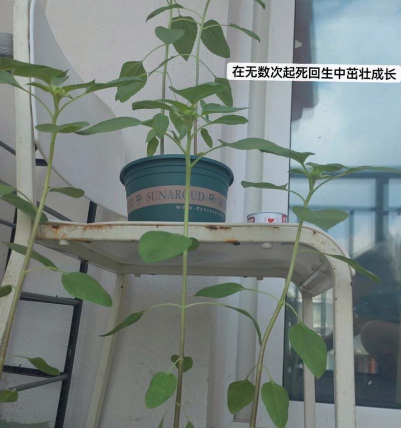 葵花的开花时间及季节分析（了解葵花的生长规律，掌握开花的最佳时间）