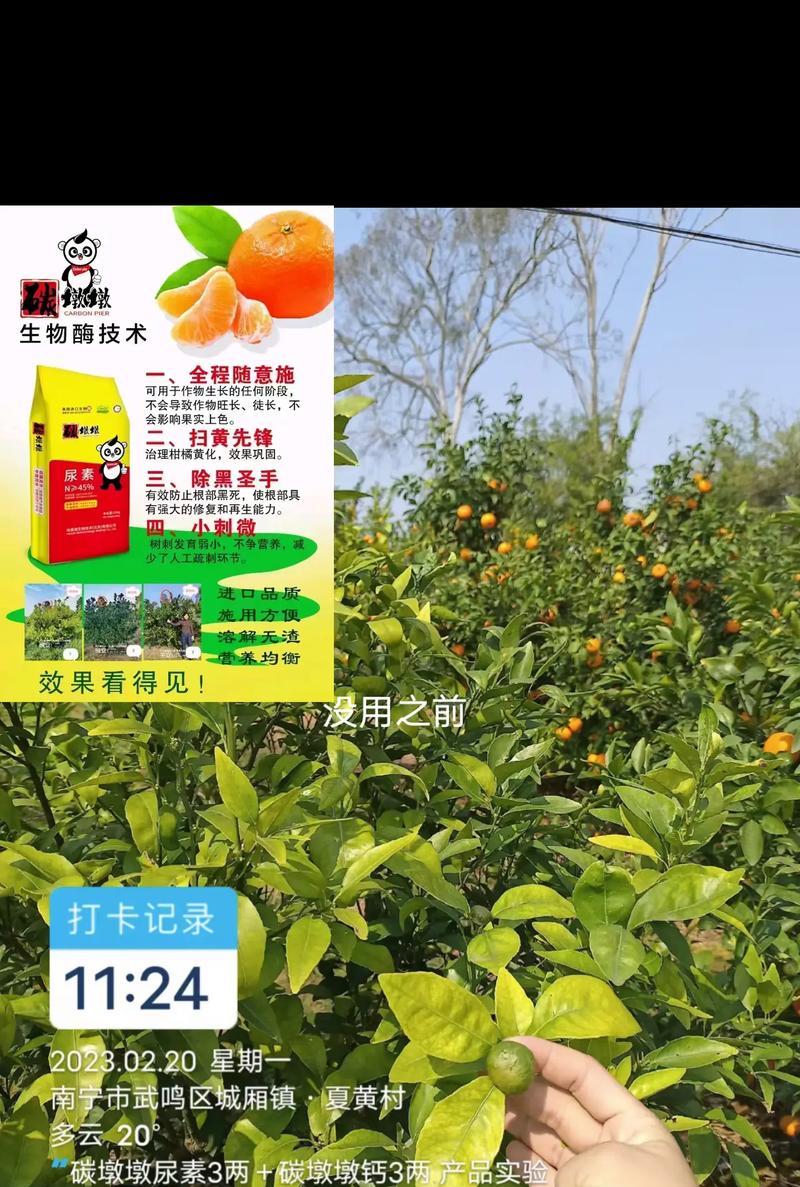 荔枝树的肥料选择与施用（让荔枝树健康生长的关键）