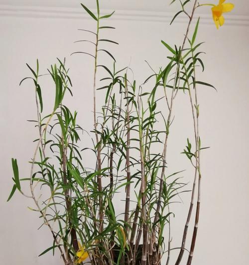 石竹花盆栽种植指南（打造精致花园，从石竹盆栽开始）