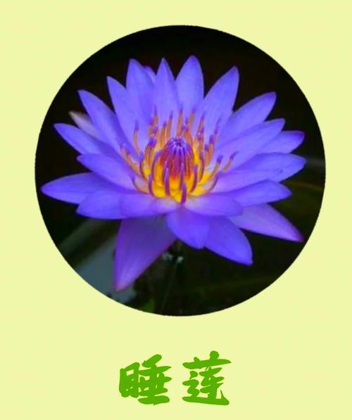 黄色睡莲的美丽与内涵(黄色睡莲的美丽与内涵)