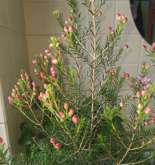 腊梅——中国传统园林中的常见植物（种植与养护、景观应用、花期与品种特点）