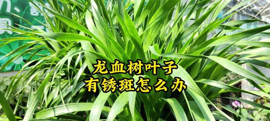 龙血树的分株方法及技巧（掌握分株关键步骤，让龙血树繁衍更顺利）